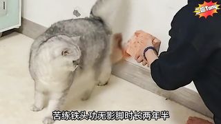 The most vengeful kung fu cat