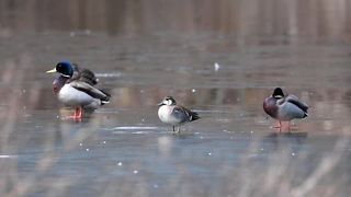 wild ducks