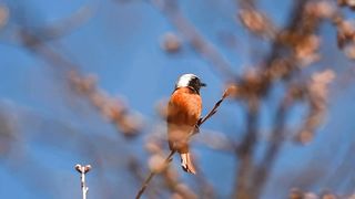 a bird 2