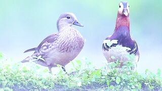 Most Beautiful Birds 08 #nature#birds