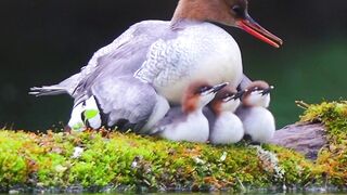 Most Beautiful Birds 09 | Nature of Soul | Amazing View of Nature