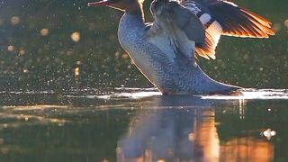 Most Beautiful Birds 10 |Nice View | Natural Beauty | Calm the Mind