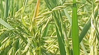 Relaxing Nature for Nervous | Beautiful Nature Video | Amazing view of Nature