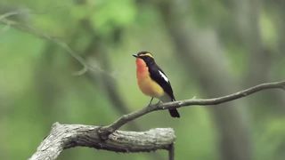 the yellow bird sings  W