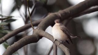 cute bird