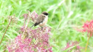 the sparrow is cleaning its wings