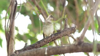 the sparrow is singing
