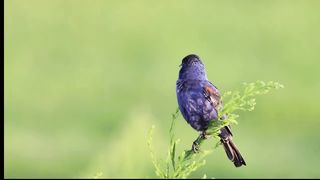 Blue Grosbeak singing
