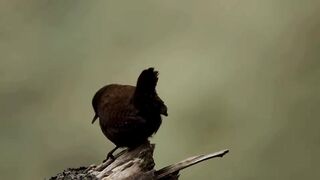 sparrow 2