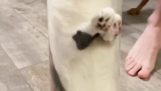 Funny cats 70