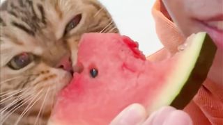 Unleashing the Claws of Curiosity: 10 Mind-Blowing Facts About Cats!
