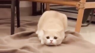 Funny cats 69