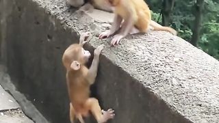 Monkey funny 5