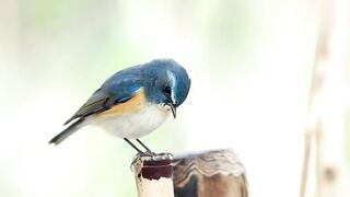 blue sparrow