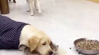 Funny animal video 15