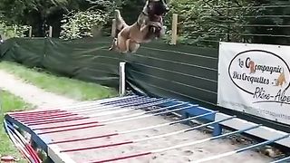 Trained Dog