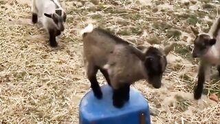 Funny goats 2