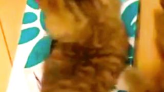 Cutest Comedy: Baby Animals in Hilarious Situations #febspotvideos #chillzubi