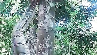 Beginilah cara ular piton memanjat pohon