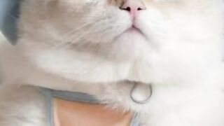 Cat i love cat