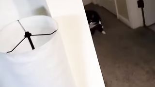 funny videos that i found for you