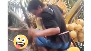 Pohon kelapa tertinggi di dunia