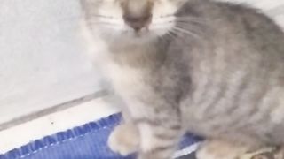 Animal lovers 218