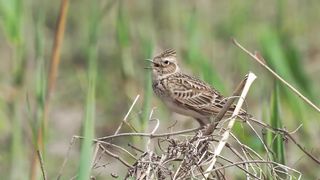 Do you like birds singing?