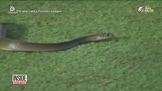 Rat snake become a star