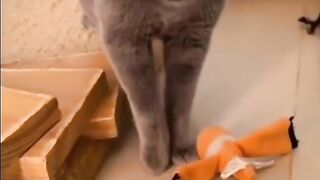 Top 3 cat songs