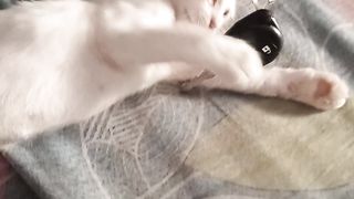 cate playing with key