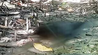 Jerat burung ruak ruak