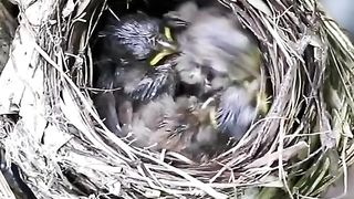 Baby Bird