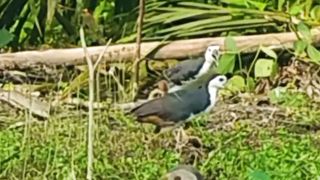 Cara pintar jerat burung ruak ruk