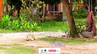 Fake Tiger Prank Dog Video || Funny Challenge Video || TRY NOT TO LAUGH CHALLENGE 2021