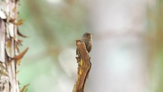 do you like birds singing? listen and enjoy