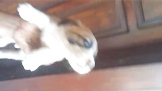 cute pup