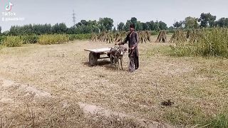 Donkey 5
