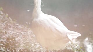 Amazing facts about Ducks