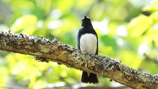 How much do you rate this bird's singing?