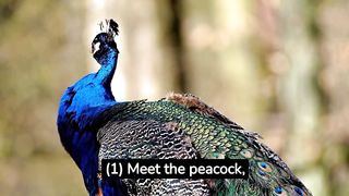 Amazing Facts of Peacock