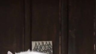 The daily life of a cat