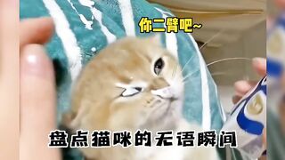 speechless cat