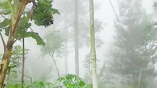 Pemandangan desaku 2