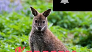 Kangaroo 2