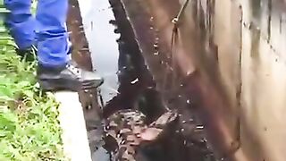 Penangkapan ular Piton pemangsa manusia