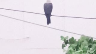 Crows going to home