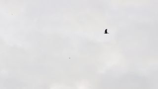 Kite Flight 2 2