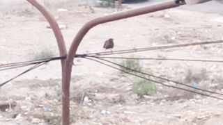 Bird Maina 2