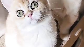 my cat 5